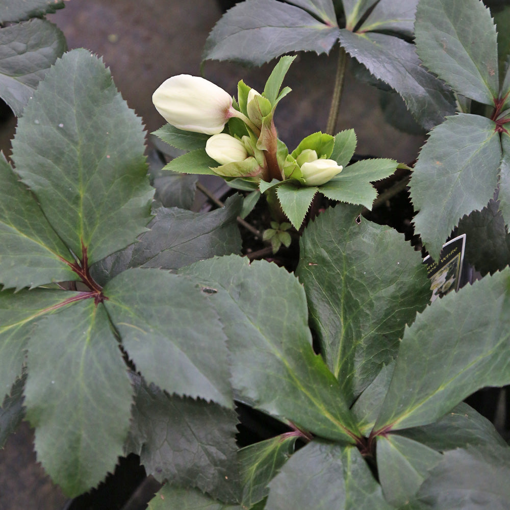 Hellebore Ice N' Roses® White
